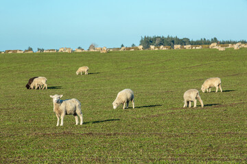 Obraz premium Beautiful landscape of the New Zealand - hills covered by green grass with herds of sheep with snow mountain.