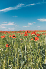 Meadow with beautiful bright red poppy flowers in sunny summer day. Field with fresh poppies.