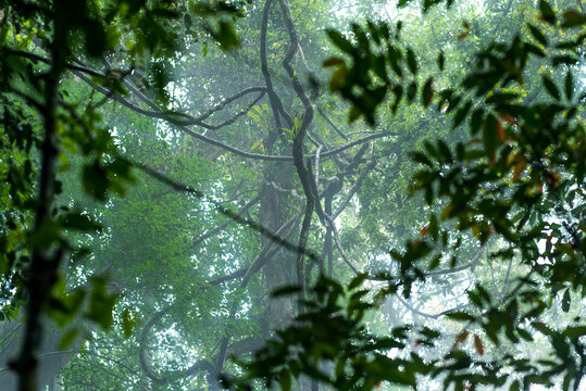 The Gunung Leuser National Park as part of the tropical Rainforest Heritage of Sumatra is a large, mostly mountainous region, billed as the largest wilderness area in Southeast Asia
