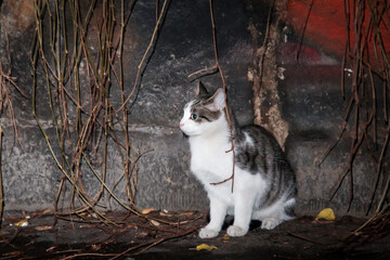 Nachts sind alle Katzen grau. Nahaufnahme einer Katze bei Nacht.
