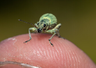 macro of a bug