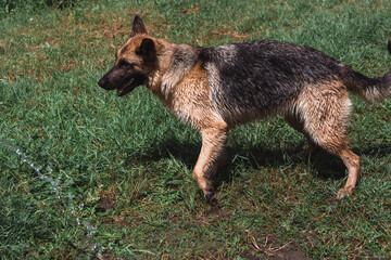 German shepherd plays with a hose with clean cold water