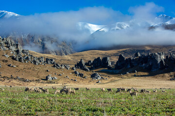 Beautiful landscape of the New Zealand - hills covered by green grass with herds of sheep with snow mountain.