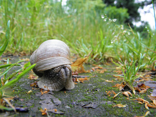 Ślimak wychodzi z muszli. © Krzysztof