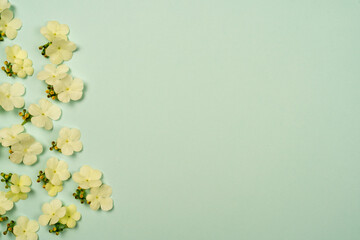 Floral composition. White flowers on a light blue background. Summer concept. Minimal nature. Frame, banner, greeting card with women's day, Easter. Creative flat spoon, top view, copy space.