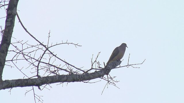 Morning dove perched at the end of a branch