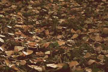 Fallen yellow foliage and dried grass. Botanical background. Autumn concept.