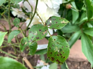 Black spot leaf fungus on rose bush targets leaves and creates holes in healthy foliage devastating the health of the plant and delays ability to create blooms and colorful flowers in the early summer