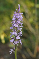 Geflecktes Knabenkraut Orchidaceae, dactylorhiza maculata