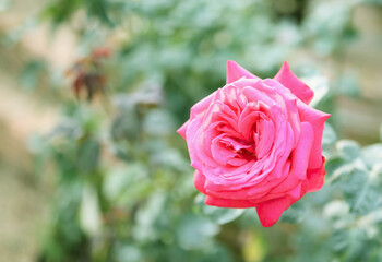 Beautiful red roses flower in the garden