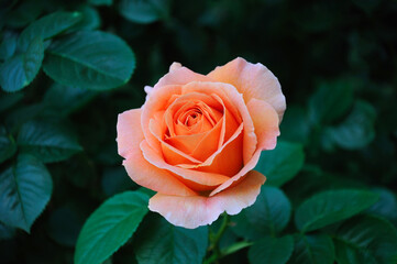 decorative yellow rose on the flowerbed on the background of green leaves