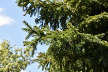 green spruce branches against the blue sky