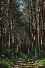 forest in the morning