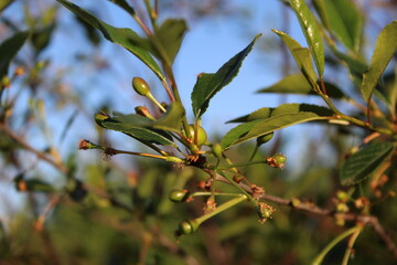 green leaves on a tree
