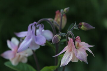 close up of a purple flower