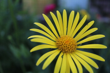yellow flower on green background
