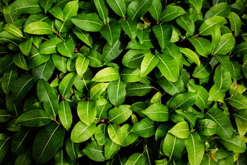 Fresh green leaves background or Natural leaf textured for grassy backdrop and verdant wallpaper