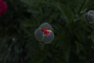 poppy flower in the wind