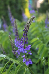butterfly on lavender