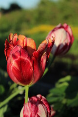 red tulip in the garden