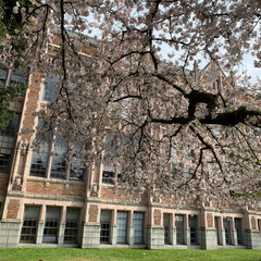 Cherry Blossoms blooming on trees on the campus of the University of Washington in Seattle