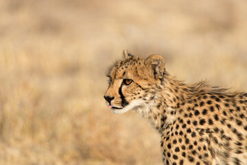 Young cheetah (Acinonyx jubatus) on the lookout in Etosha National Park, Namibia. Room for text.