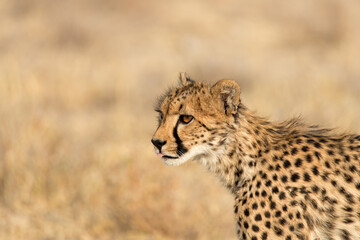Obraz premium Young cheetah (Acinonyx jubatus) on the lookout in Etosha National Park, Namibia. Room for text.
