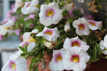 bouquet of white and pink flowers