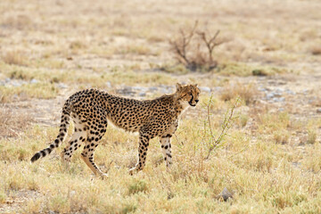 Young cheetah on the lookout in Etosha National Park, Namibia. Room for text.