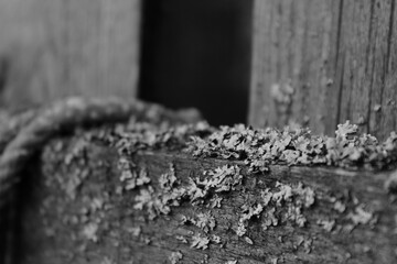 wooden fence with moss texture 