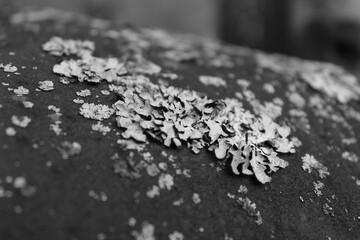 wooden fence with moss texture 