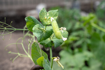 young green peas on a bush in a garden