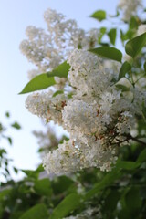 white flowers on tree