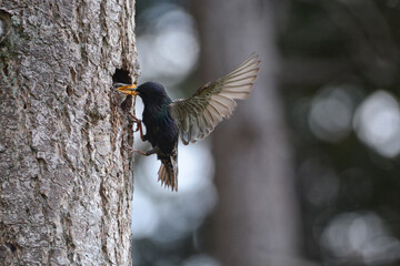 European Starling feeding a nestling a salmonberry in a natural tree cavity nest.