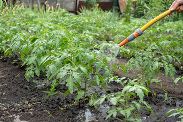 watering tomato bushes in a garden with hose
