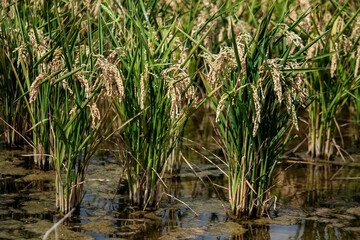 campos de arroz con sus granos a punto para recogerse