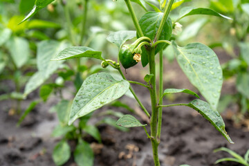 green young small bell pepper on a bush in a garden