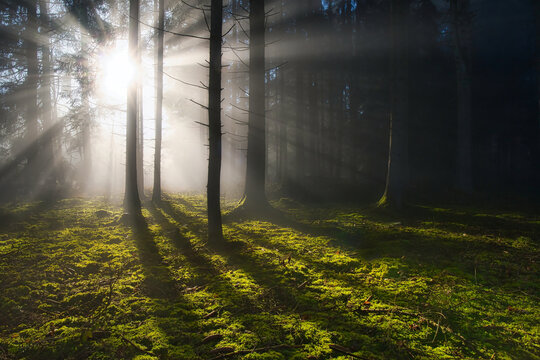 Wald mit Sonnenstrahlen durchflutet