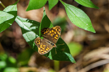 butterfly on leaf