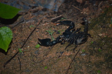 scorpion on the rock