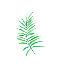 Watercolor green palm tree leaf isolated on white background