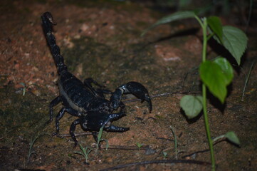 scorpion on the rock