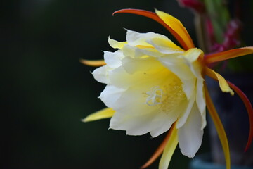 Fototapeta premium yellow flower with dew