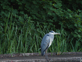 A grey heron (Ardea cinerea) looking for fish as it stands on a jetty of a lake at Daisy Nook country Park, Oldham