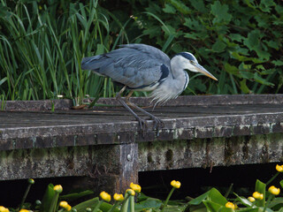 Fototapeta premium A grey heron (Ardea cinerea) looking for fish as it stands on a jetty of a lake at Daisy Nook country Park, Oldham