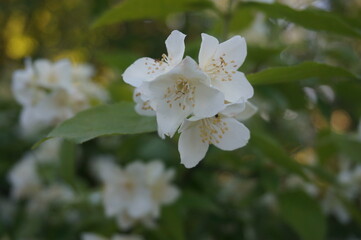 Obraz premium beautiful white jasmine flowers in summer