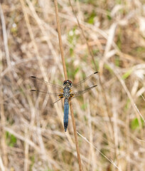Blue Dasher dragon fly, sitting on a plant stem in a moist pine savanna meadow waiting to grab a mosquito for a meal.