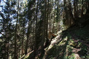 Sonne strahlt zwischen den Bäumen in einem dichten Wald