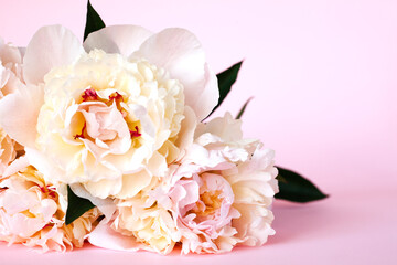Beautiful bouquet of cream peonys on pink background. Close up. © Markoff