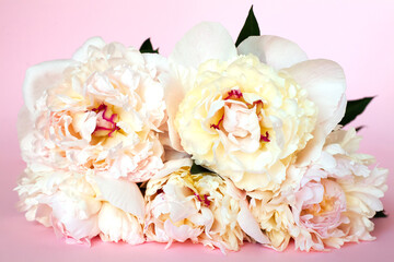 Beautiful bouquet of cream peonys on pink background. Close up.
